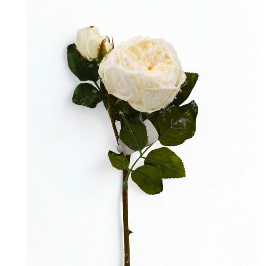 Rosa blanca nevada all