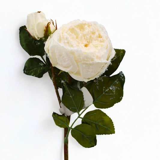 Rosa blanca nevada all